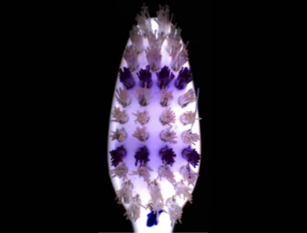 tooth brush inspection software