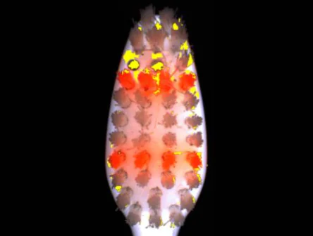 tooth brush inspection