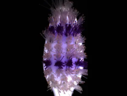 tooth brush defect inspection