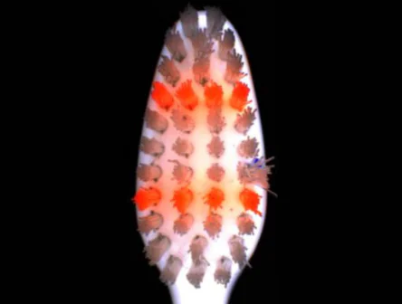 tooth brush visual inspection